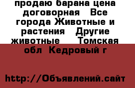 продаю барана цена договорная - Все города Животные и растения » Другие животные   . Томская обл.,Кедровый г.